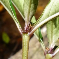 Ophiorrhiza pectinata Arn.